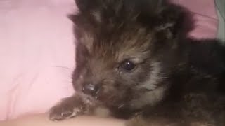 Adorable howling wolfdog puppy sings his heart out