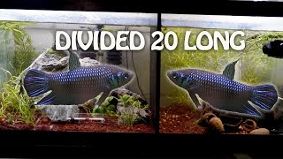Hard water Betta breeding -Part 1