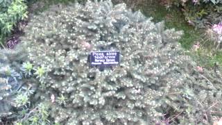 Picea abies. Nidiformis Norway Spruce