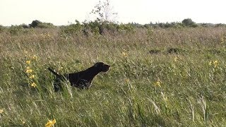 Натаска 2018. Дратхаар Жак Жар Рагнар - первое поле