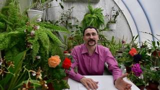 О главном стимуляторе цветения для тропических растений, в частности сенполий (фиалок)