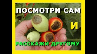 БОЛЕЗНИ ТОМАТОВ / вершинная гниль / НОВОЕ ПРОСТОЕ СРЕДСТВО / DISEASES OF TOMATOES