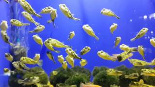 Тетрадон Fahaka Puffer