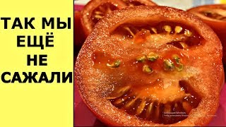 ЭКСТРЕННЫЙ сев помидоров, сборка СТЕЛЛАЖЕЙ, лук СЕВОК