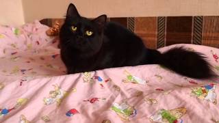 Black Siberian kitten plays www.sibirushka.com
