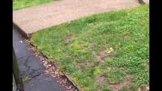 Cicada Video 05292013