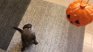 カワウソさくら お菓子あげてもイタズラされそう Halloween with otter and cat