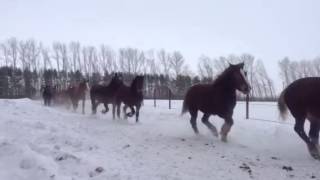 Тяжеловозы