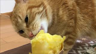サツマイモ大好き猫達-Cats love sweet potatoes【Uzu&Nene channel】ウズネネチャンネル