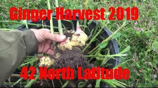 10 09 2019 Ginger Harvest Grown In Ground At 42 North Latitude