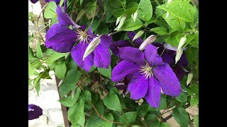 Clématite Clematis 'jackmanii Superba' ou Gipsy Queen' Les grandes fleurs s'inclinent.