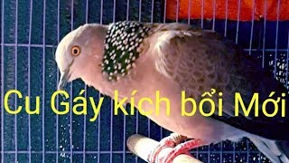 Tiếng Chim cu gáy kích bổi mới