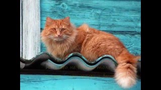 Песня Тигрёнок котёнок. Песни для детей! Детские песенки!