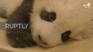 Cute Baby Panda battles hiccups at Berlin's Zoo