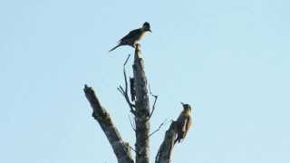 Carpintero campestre, Field Flicker (Colaptes campestris)