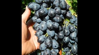 Виноград Лорано (Grape Lorano) 2015