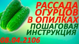 Рассада огурцов и кабачков в опилках.  Пошаговая инструкция  8 апреля 2016