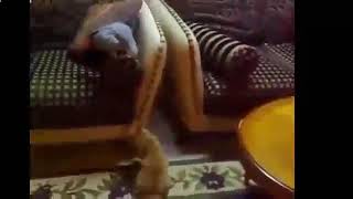 Звоните ДиКаприо 5 серия