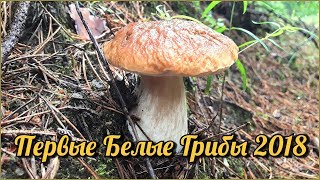 ПЕРВЫЕ БЕЛЫЕ ГРИБЫ |  Новый лес, новые эмоции | Сбор летних грибов в июле