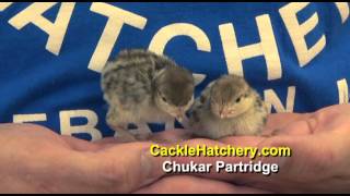 Chukar Partridge for Sale - Game Birds | Cackle Hatchery