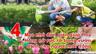 4 Mẹo nhỏ đơn giản giúp Hoa Hồng nở rực rỡ trong vườn dành cho người mới trồng