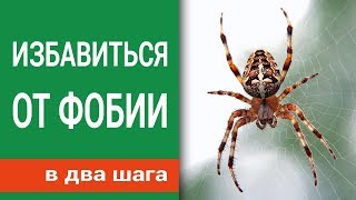 Как избавиться от фобии насекомых в два шага
