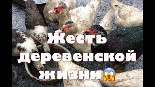 Жесть деревенской жизни.