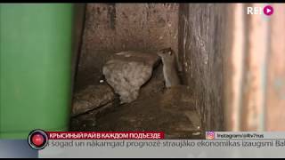 Крысиный рай в каждом подъезде