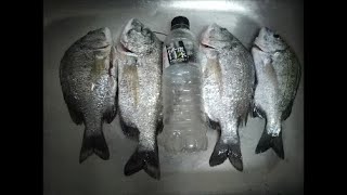 ◆20200105 ◆ 【小潮水的最後一天 加減玩  ^^  釣友們  沒什麼風浪 釣5分鐘不咬就要換點】30到50公分大黑牛-水深3尺以下(淺)前打目印八卦輪-老洋 Fishing