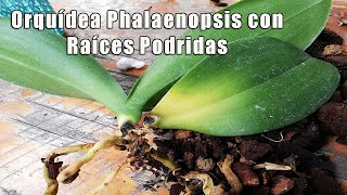 Asi Intento Recuperar una Orquídea Phalaenopsis con Raíces Podridas