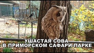 УШАСТАЯ СОВА В ПРИМОРСКОМ САФАРИ-ПАРКЕ