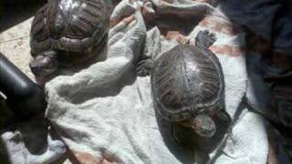 Turtlemania ^^