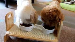 かわいいトイプードルの食事