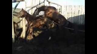 Дикий жеребец-Случка лошадей-cool stallion mating horses-クー繁殖期-επιβήτορας ζευγάρωμα