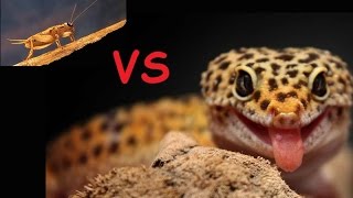 Эублефар против сверчка часть 1/ eublepharis vs cricket