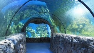 Океанариум в ТЦ "РИО" (Москва) Underwater World in Moscow