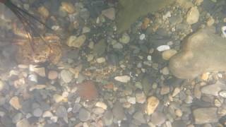 Подводная охота гавайским копьем в море.