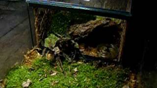 Brachypelma albopilosum - páření (3. část)