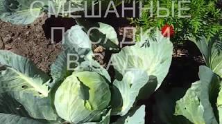 Посадка растений СМЕШАННАЯ. Польза очевидна