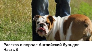 Английский бульдог. Часть 5. Стоимость щенка, затраты на содержание и храп