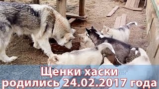 Все щенки хаски - родились 24 февраля 2017 года