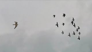 Два Сокола Сапсана атакуют моих голубей!  Falcon Peregrinus Attack Dove!