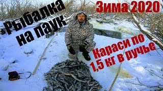 Как наловить много рыбы? Рыбалка на паук зимой Рыбалка 2020 Рыбалка на паук рыбалка 2020 Караси