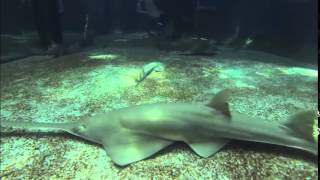 Immersione nella vasca squali dell'Acquario di Genova