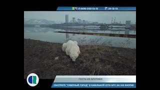 17.06.19. Новости Северного города. Гость из Арктики. Проверка на сплочённость. Медиавыпускной