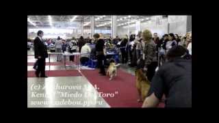 Eurasia-Евразия 2012-1, Ка Де Бо-Ca de bou, Юниоры кобели/Junior males