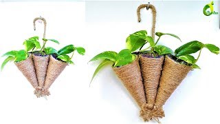 ❤money plant tree/money plant decoration/ORGANIC GARDEN❤