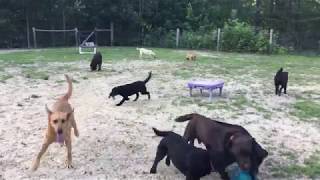 Exercise time:pack of Labradors