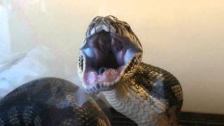 snake swallows mouse
