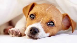 [ Einschlafmusik ] Schlaf Musik für Hunde: Hund Entspannung Musik, Angst Prävention, ein Haustier Th